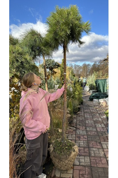 Сосна обыкновенная Пендула на штамбе